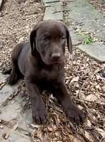 Darcy, a female Labrador Retriever for sale in Porter, OK – 3 of 5