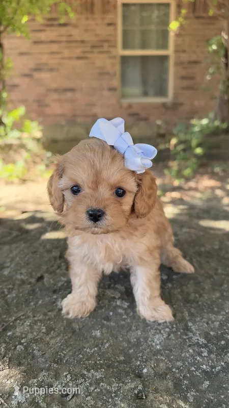 Peanut – Cavapoo puppy for sale in Porter, OK