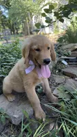 Remme, a male Golden Retriever for sale in Porter, OK – 4 of 4