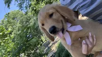 Bickshot, a male Golden Retriever for sale in Porter, OK – 4 of 5
