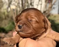 Enzo, a male Cavapoo for sale in Porter, OK – 2 of 3