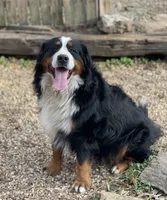 Ellie , a female Bernedoodle for sale in Porter, OK – 9 of 10