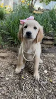 Lillibet, a female Golden Retriever for sale in Porter, OK – 3 of 5