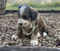Rosie, a male Bernedoodle for sale in Porter, OK – 6 of 10