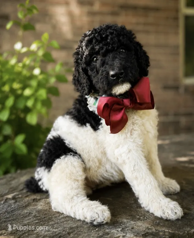 Elvis – Poodle - Standard  puppy for sale in Porter, OK