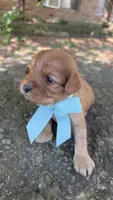 Milo, a male Cavapoo for sale in Porter, OK – 2 of 4