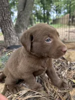 Penny, a female Labrador Retriever for sale in Porter, OK – 4 of 4