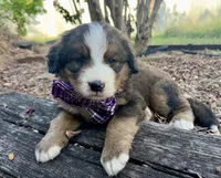 Hershey, a female Bernedoodle for sale in Porter, OK – 6 of 9