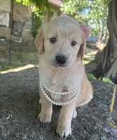 Lilibet, a female Golden Retriever for sale in Porter, OK – 2 of 6