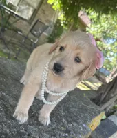 Lilibet, a female Golden Retriever for sale in Porter, OK – 5 of 6