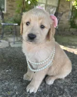 Lilibet, a female Golden Retriever for sale in Porter, OK – 4 of 6