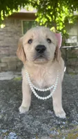 Lilibet, a female Golden Retriever for sale in Porter, OK – 6 of 6
