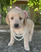 Lilibet, a female Golden Retriever for sale in Porter, OK – 1 of 6