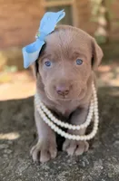 Sage, a female Labrador Retriever for sale in Porter, OK – 7 of 9