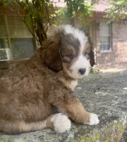 Rosie, a male Bernedoodle for sale in Porter, OK – 4 of 9