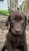 Gracie, a female Labrador Retriever for sale in Porter, OK – 6 of 6