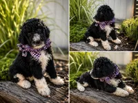 Elton, a male Poodle - Standard  for sale in Porter, OK – 3 of 3