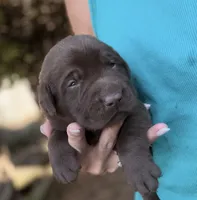 Ruger, a male Labrador Retriever for sale in Porter, OK – 2 of 8