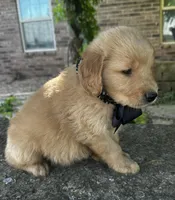 Ace, a male Golden Retriever for sale in Porter, OK – 2 of 5