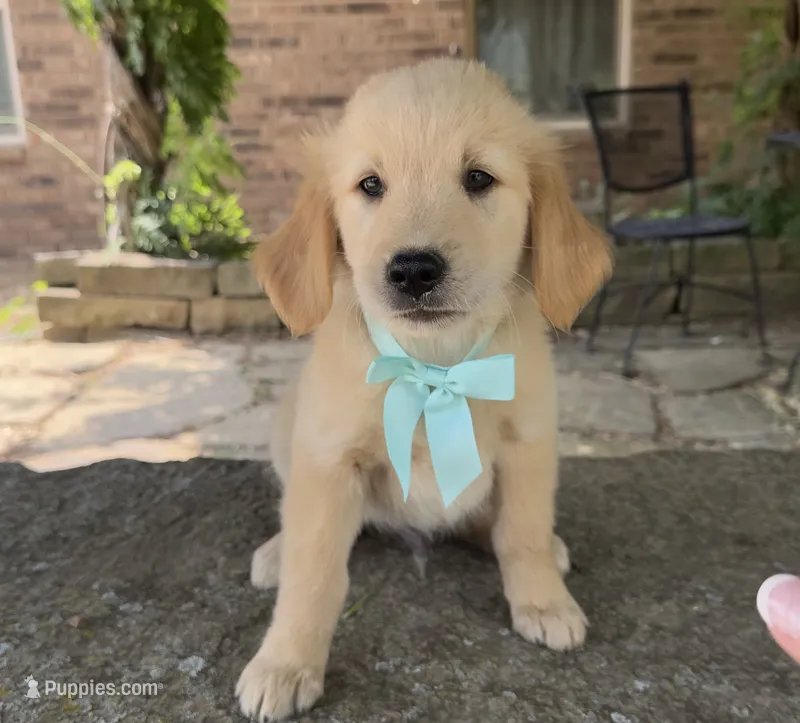 Scout – Golden Retriever puppy for sale in Porter, OK