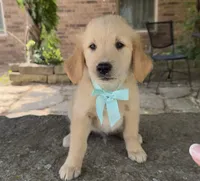 Scout, a male Golden Retriever for sale in Porter, OK – 1 of 6