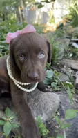 Darcy, a female Labrador Retriever for sale in Porter, OK – 4 of 6