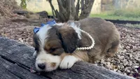 Rosie, a male Bernedoodle for sale in Porter, OK – 4 of 10