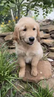 Ace, a male Golden Retriever for sale in Porter, OK – 4 of 5