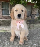 Remme, a male Golden Retriever for sale in Porter, OK – 5 of 5