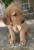 Remme, a male Golden Retriever for sale in Porter, OK – 2 of 5