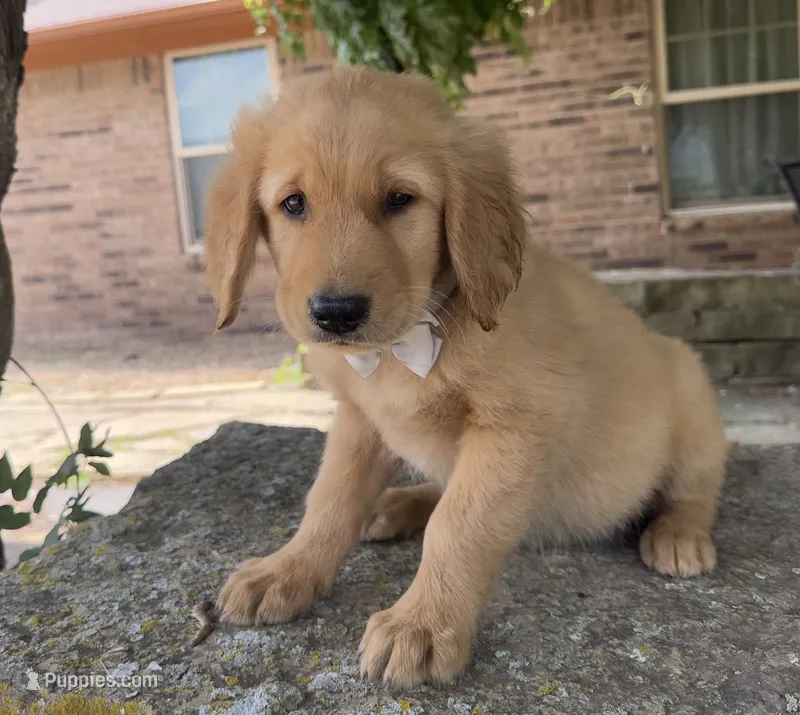 Buckshot – Golden Retriever puppy for sale in Porter, OK