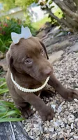 Penny, a female Labrador Retriever for sale in Porter, OK – 3 of 6