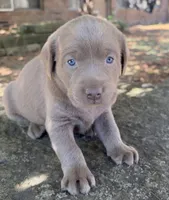 Sage, a female Labrador Retriever for sale in Porter, OK – 8 of 9