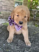 Remme, a male Golden Retriever for sale in Porter, OK – 3 of 5
