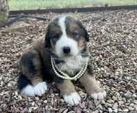 Ellie, a female Bernedoodle for sale in Porter, OK – 6 of 9