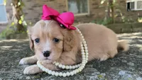 Daisy, a female Cavapoo for sale in Porter, OK – 8 of 9