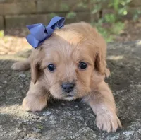 Molly, a female Cavapoo for sale in Porter, OK – 4 of 6