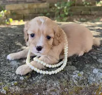 Daisy, a female Cavapoo for sale in Porter, OK – 9 of 9