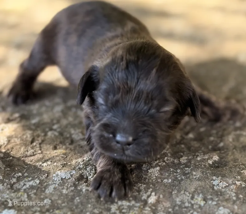 Fudge – Cavapoo puppy for sale in Porter, OK