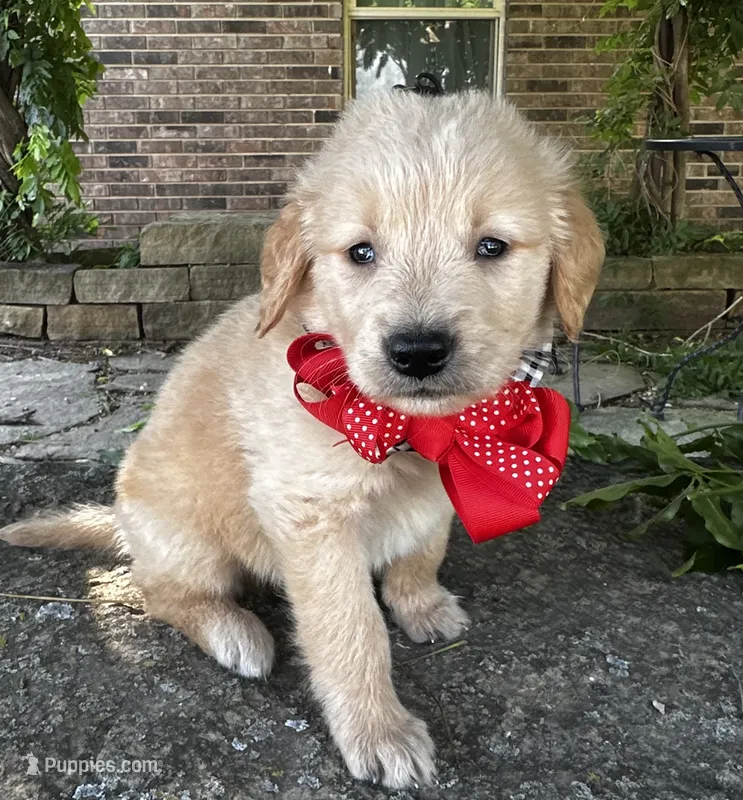 Charlie – Golden Retriever puppy for sale in Porter, OK
