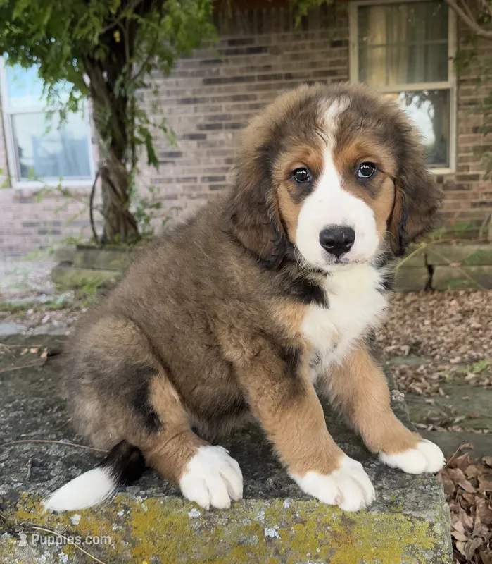 Ellie – Bernedoodle puppy for sale in Porter, OK