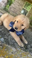 Buckshot , a male Golden Retriever for sale in Porter, OK – 4 of 4