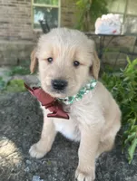 Ranger, a male Golden Retriever for sale in Porter, OK – Photo 5 of 5