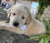 Scout, a male Golden Retriever for sale in Porter, OK – 7 of 7