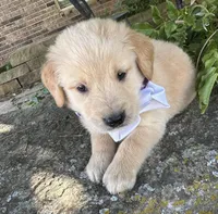 Scout, a male Golden Retriever for sale in Porter, OK – 6 of 7