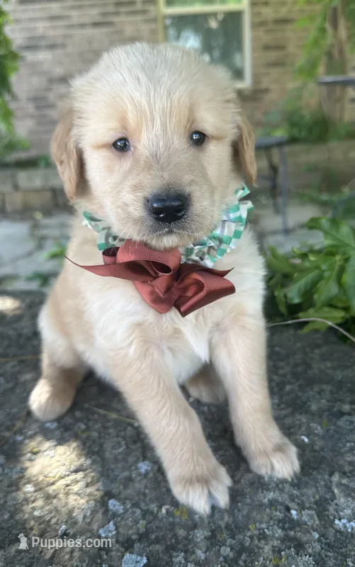 Ranger – Golden Retriever puppy for sale in Porter, OK