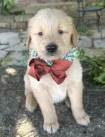 Ranger, a male Golden Retriever for sale in Porter, OK – Photo 2 of 5