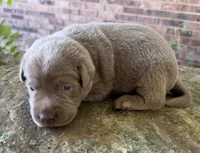 Rare Dax , a male Labrador Retriever for sale in Porter, OK – 4 of 9