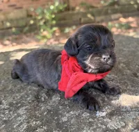 Oliver, a male Cavapoo for sale in Porter, OK – 5 of 7