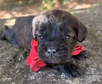 Oliver, a male Cavapoo for sale in Porter, OK – 2 of 7